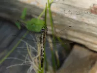 Oeverlibellen [Orthetrum]